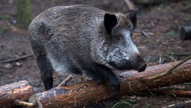 Ein Wildschwein springt über einen am Boden liegenden Baumstamm.