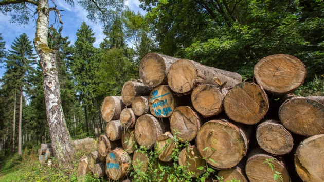 Ein Stapel mit Holzstämmen liegt aufgeschichtet im Wald.