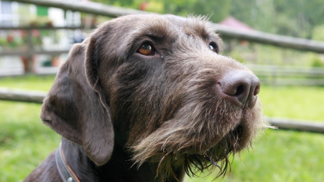 Ein Jagdhund der Rasse Deutsch Drahthaar