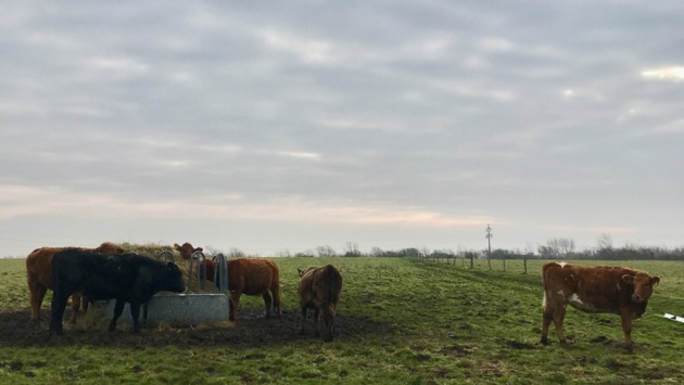 Kühe grasen auf einem Feld in Schleswig-Holstein