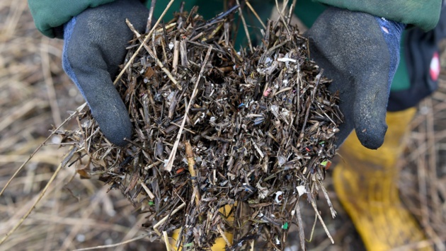 Kleine Plastikteilchen und Treibsel, also angeschwämmtes Material, zeigt ein städtischer Arbeiter auf einem Uferstreifen an der Schlei.