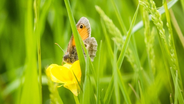 Ein Schmetterling sitzt auf einer Blüte