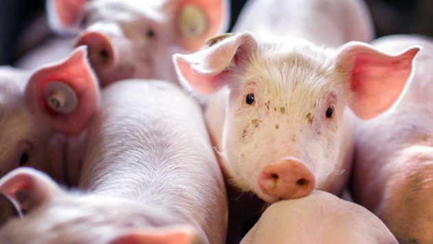 Ferkel stehen dichtgedrängt in einer Box in einer Schweinezuchtanlage.