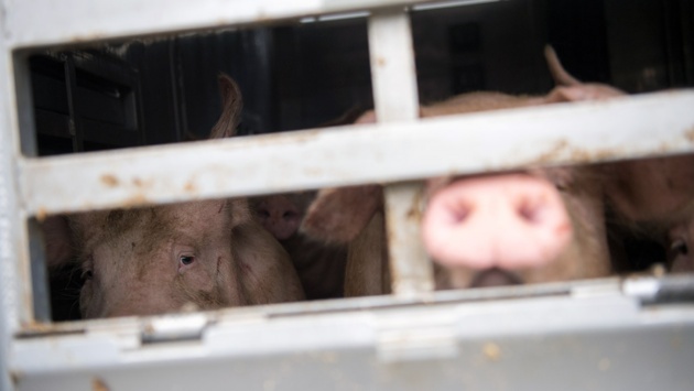 Zwei Schweine hinter Gittern in einem Autotransporter.