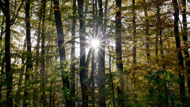 Westensee: Die Sonne scheint durch einen Wald aus Laubbäumen