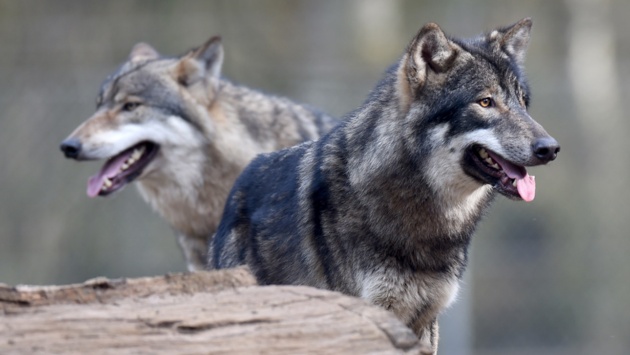 Zwei Wölfe im Wildpark Eekholt